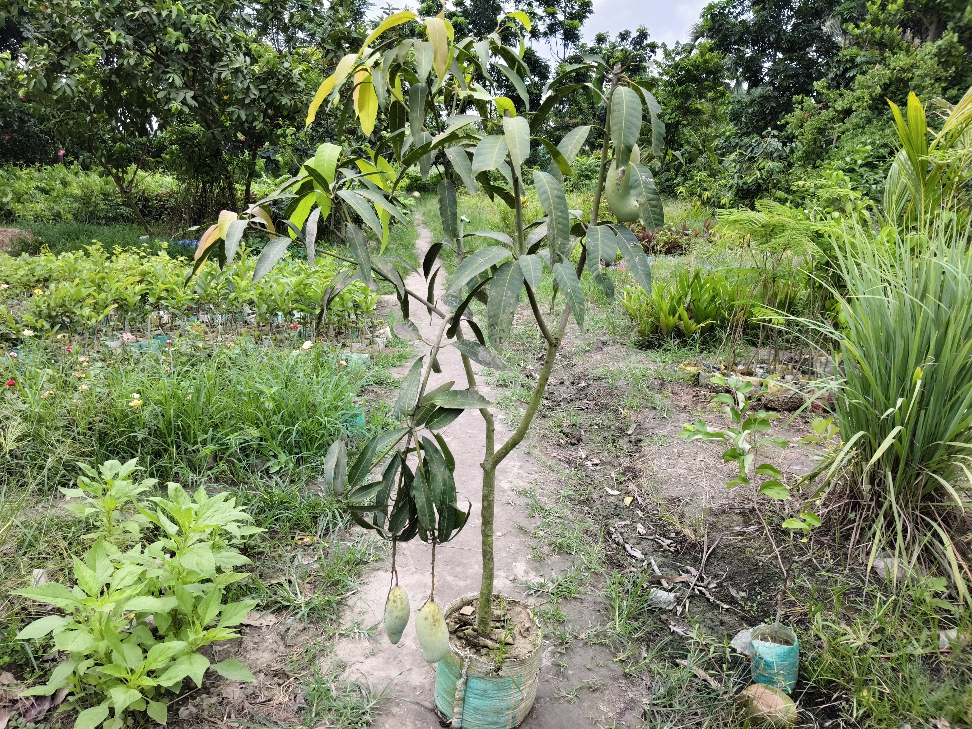 ব্যানানা চারা