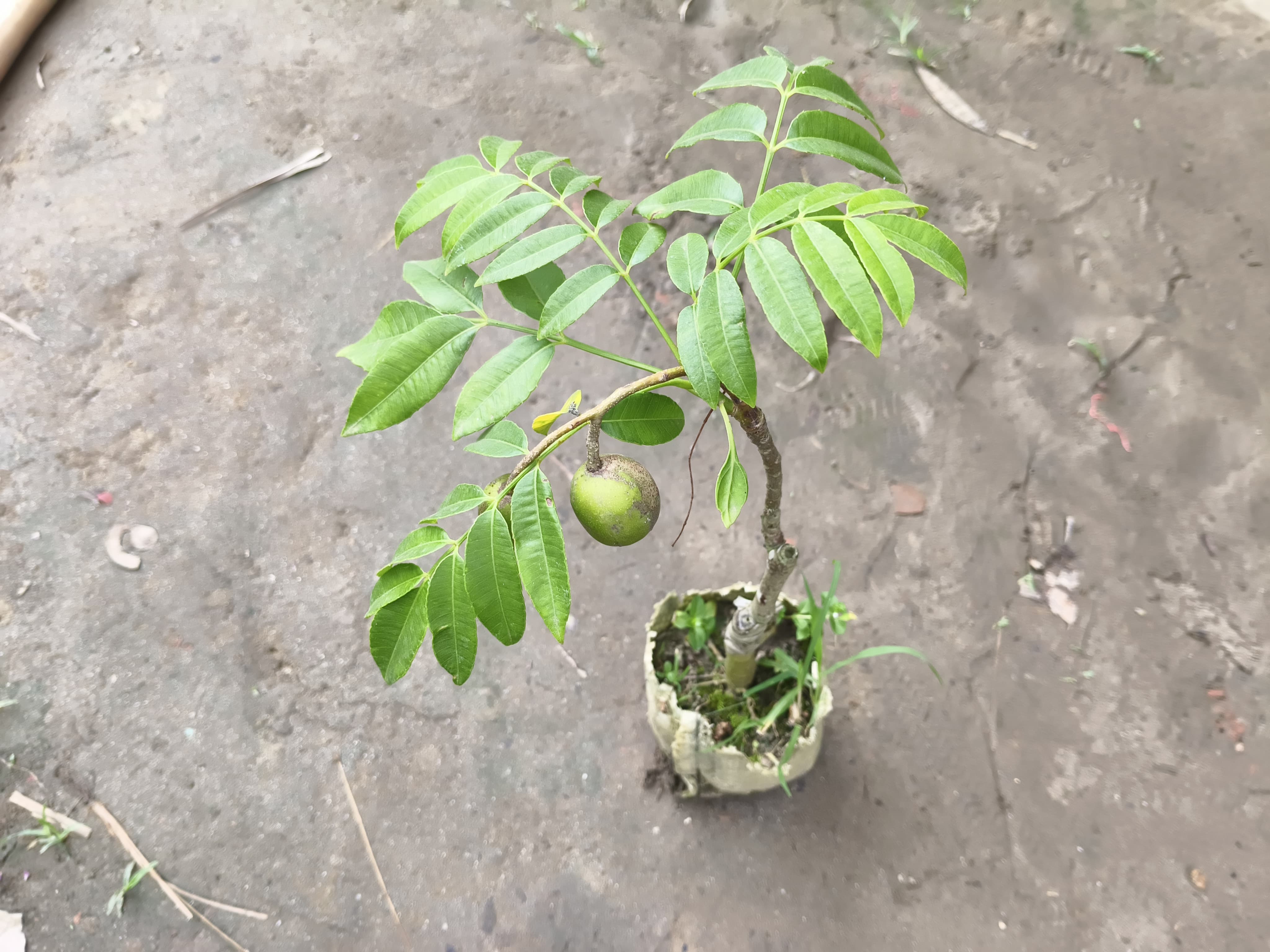 বারোমাসি আমড়া চারা